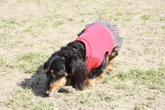 ビーグル きなこ