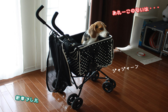 ビーグル きなこ