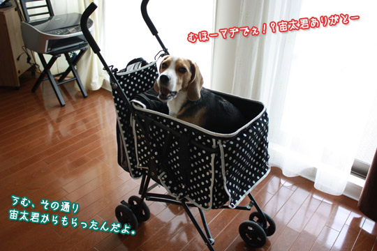 ビーグル きなこ