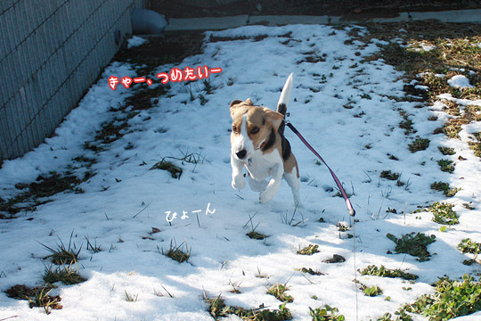 ビーグル きなこ