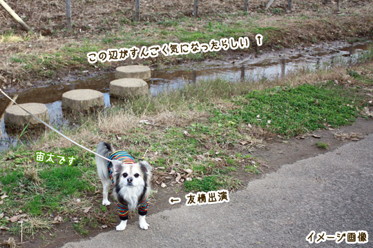 ビーグル きなこ