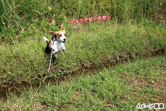 ビーグル　きなこ