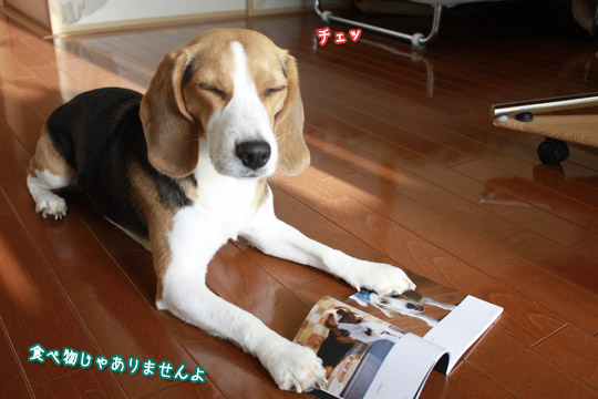 ビーグル きなこ