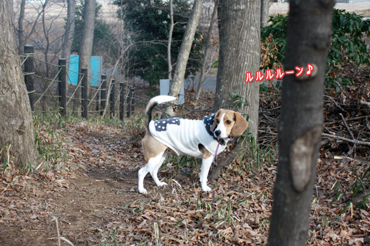 ビーグル　きなこ