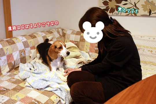 ビーグル きなこ