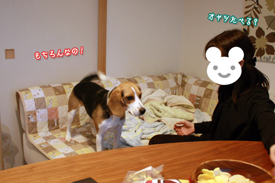 ビーグル きなこ