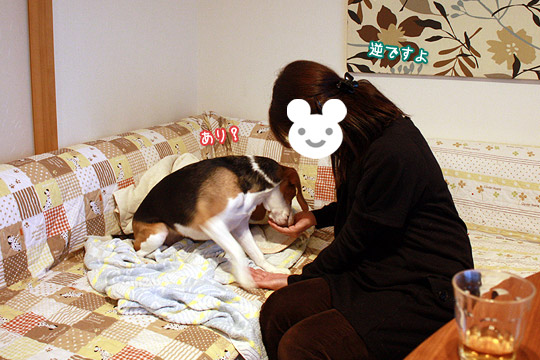 ビーグル きなこ