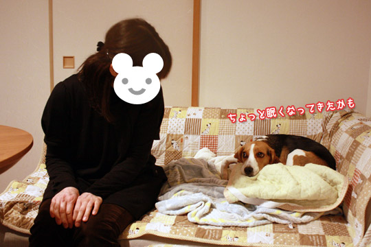 ビーグル きなこ