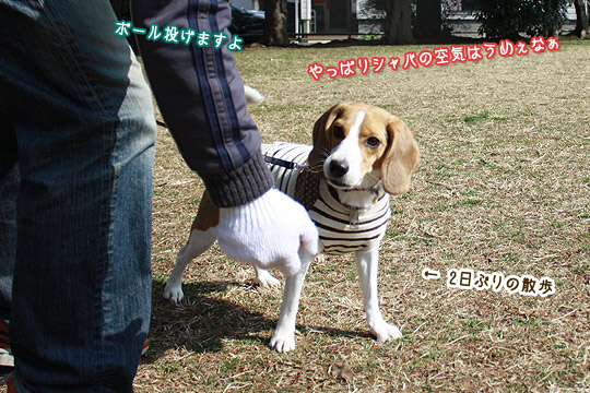 ビーグル きなこ