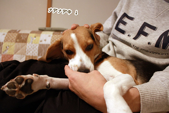 ビーグル きなこ
