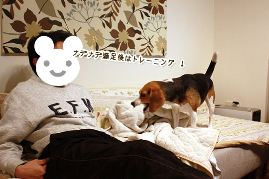 ビーグル きなこ