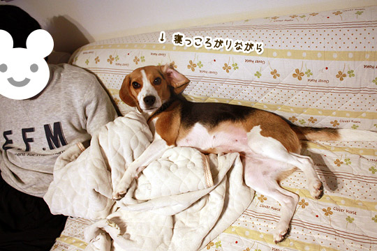 ビーグル きなこ