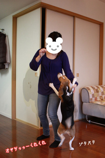 ビーグル きなこ