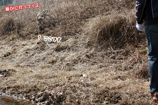 ビーグル きなこ