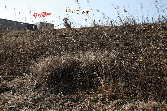 ビーグル きなこ