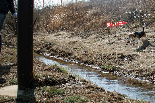 ビーグル きなこ