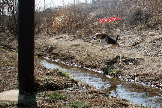 ビーグル きなこ