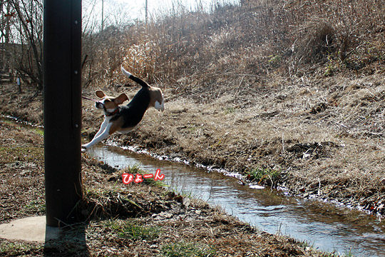 ビーグル きなこ