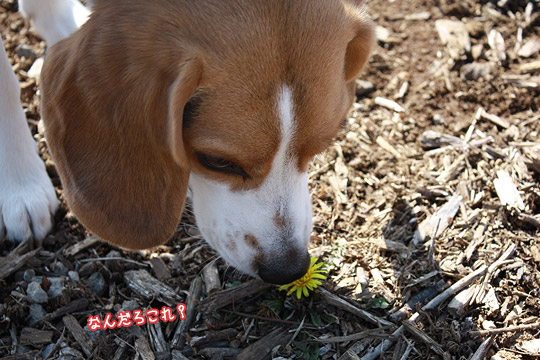 ビーグル きなこ