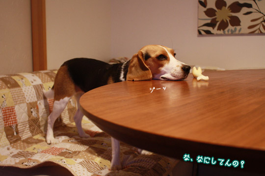 ビーグル きなこ