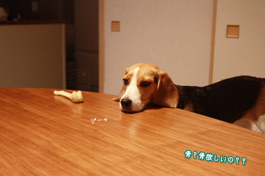 ビーグル きなこ