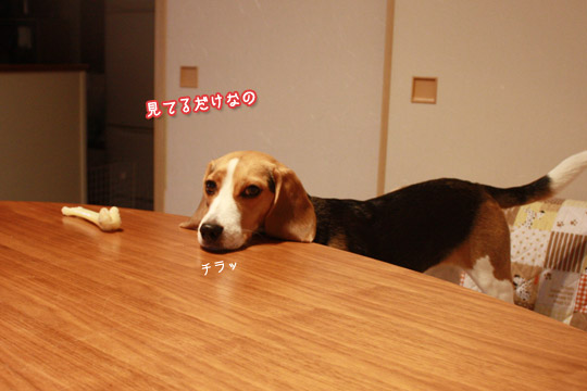 ビーグル きなこ