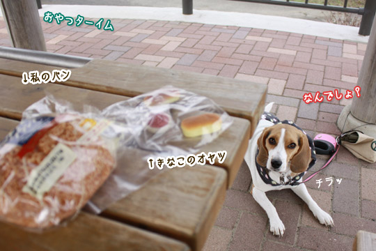 ビーグル きなこ