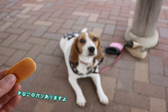 ビーグル きなこ