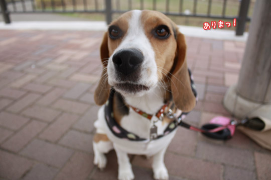 ビーグル きなこ