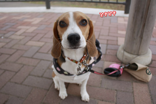 ビーグル きなこ