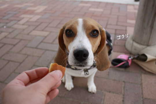 ビーグル きなこ