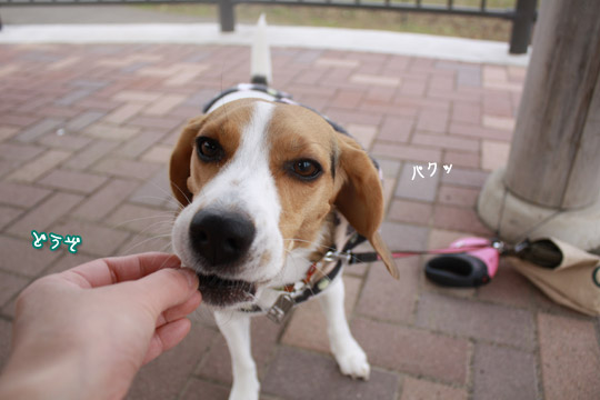 ビーグル きなこ