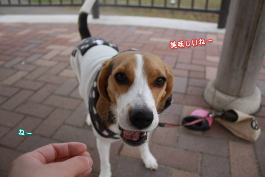 ビーグル きなこ