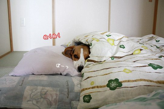 ビーグル きなこ