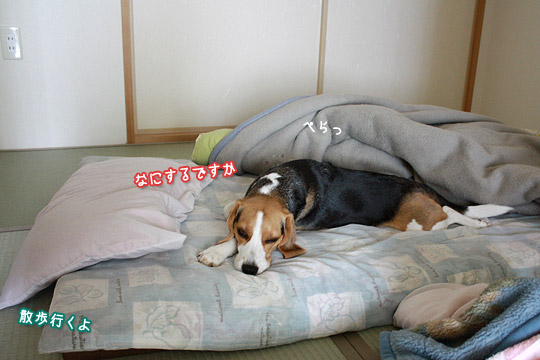 ビーグル きなこ