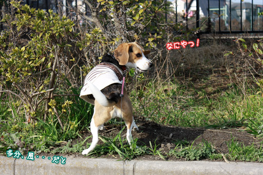 ビーグル きなこ