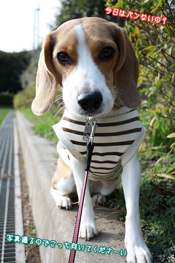 ビーグル きなこ