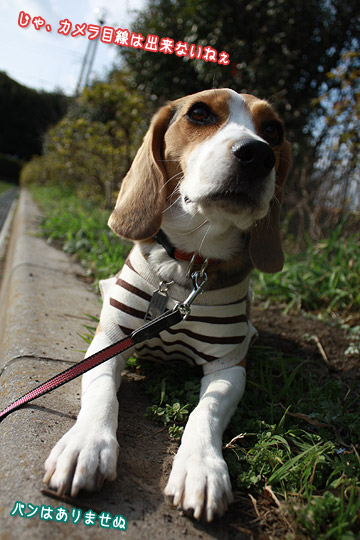 ビーグル きなこ