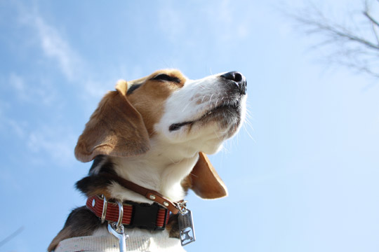 ビーグル きなこ