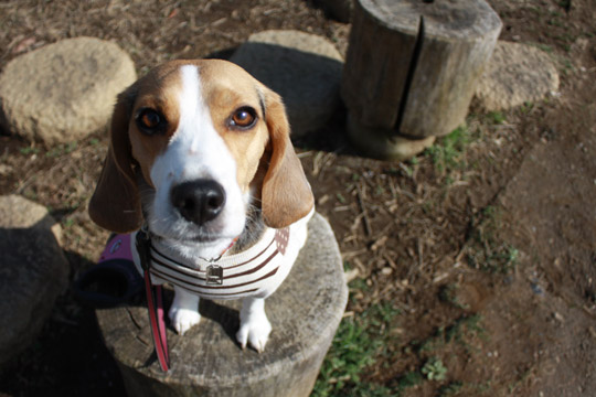 ビーグル きなこ