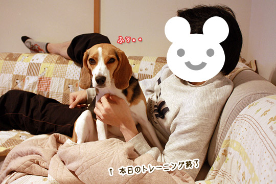 ビーグル　きなこ