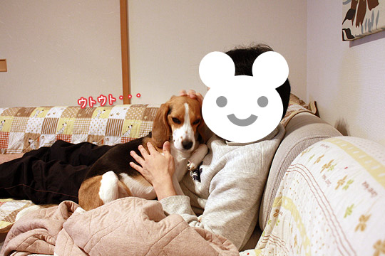 ビーグル　きなこ