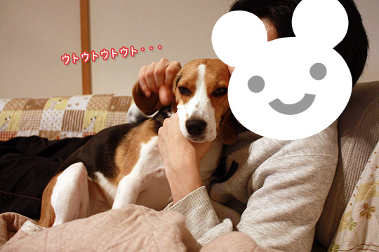 ビーグル　きなこ