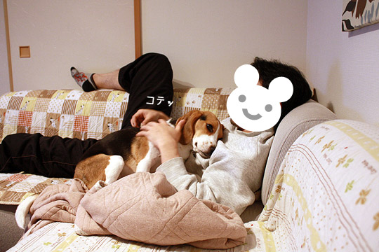 ビーグル　きなこ