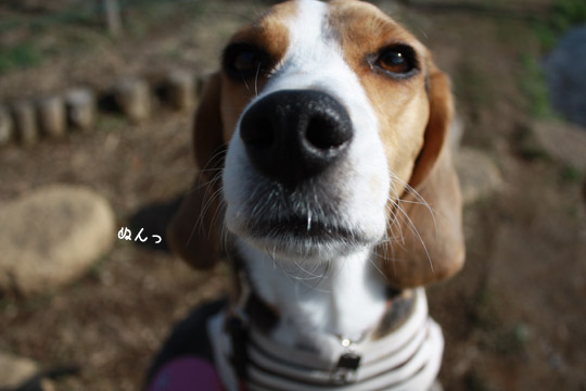 ビーグル　きなこ