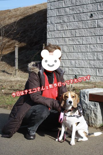 ビーグル　きなこ