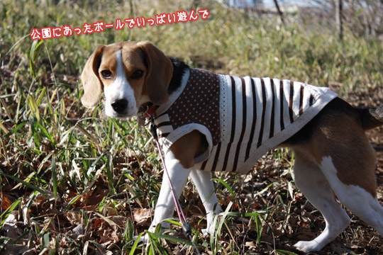 ビーグル　きなこ