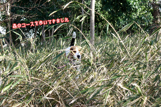 ビーグル　きなこ