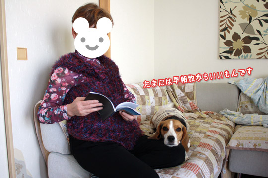 ビーグル　きなこ