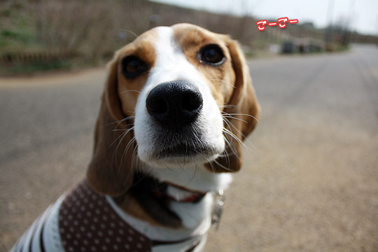 ビーグル きなこ